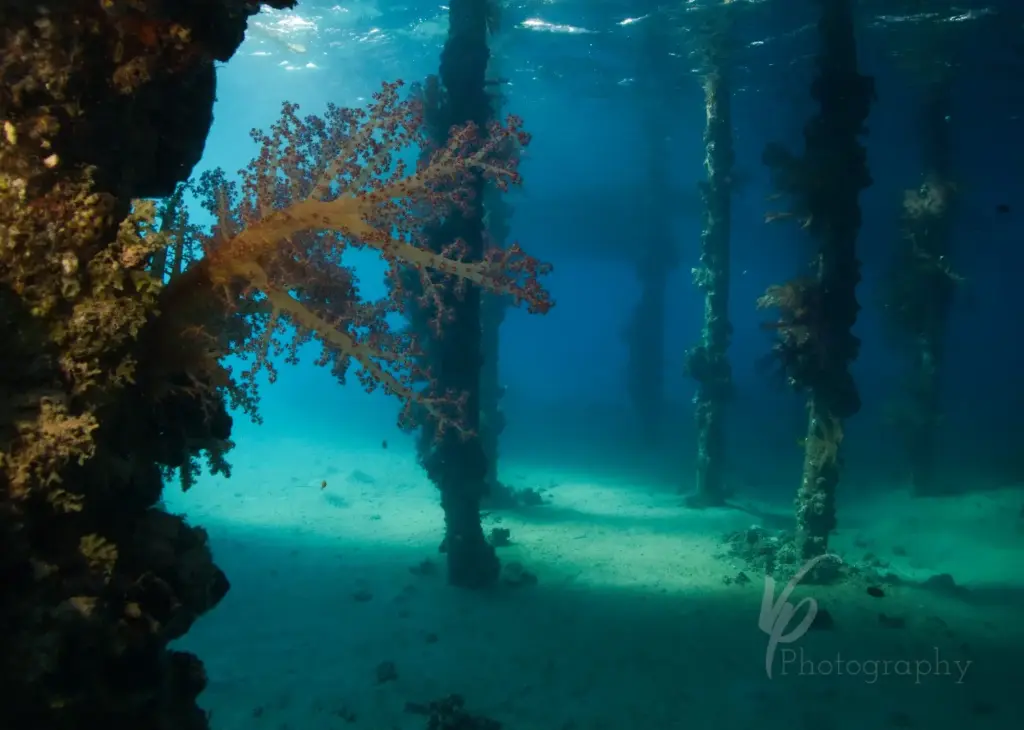 1 dive house reef 