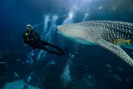 Divemaster/Junior Divemaster 