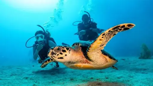 PADI Open Water Diver (Anfänger, Kinder & Erwachsene) 